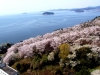 ★いよいよ桜の季節到来！お花見ランチバイキング予約開始